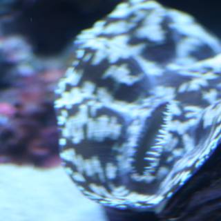 Black and White Clam with a Long Tail in the Coral Reef