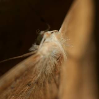 Elegant Moth Pose