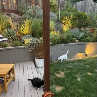 Evening Harmony in the Backyard