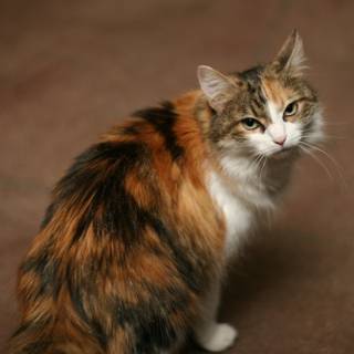Manx Calico Cat