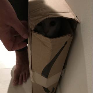 Feline Delivery Surprise
