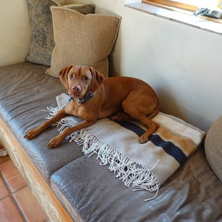 Comfortable Dog Relaxing on Living Room Daybed
