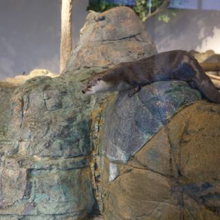 The Otter Exhibit at the Aquarium of the Bay, 2024