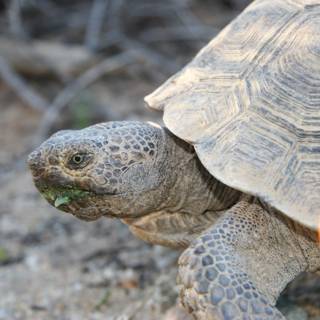 Side Profile of Tortoise