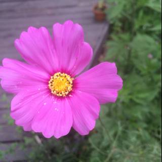 Pink Daisy on Wooden Deck