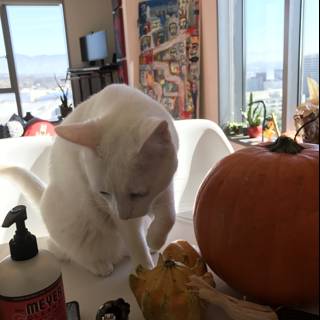 The Pumpkin and the Cat