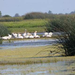White Pelicans Resting on Island in Wetland Marsh