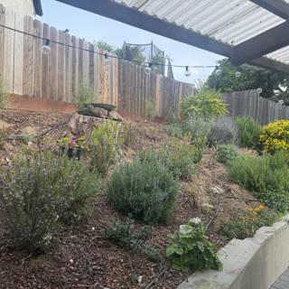 Backyard Oasis