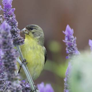Harmony in Bloom