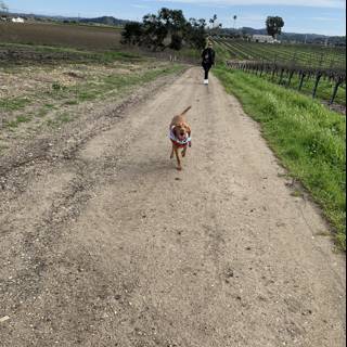 Canine Companion on a Countryside Trail