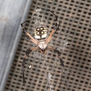 Garden Spider with a Striking Black and White Pattern