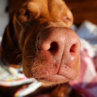 Close-Up Dog Nose Portrait