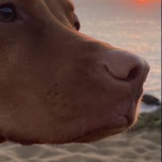 Sun Gazing Pup