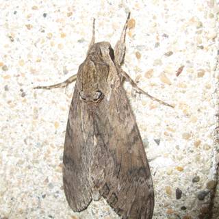 Brown Moth Perched on Wall