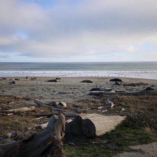 Elephant Seals Resting on Drakes Beach at Sunset
