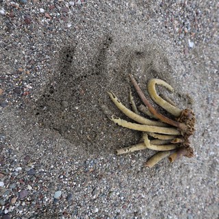 Washed Ashore: Kelp Holdfast on Sandy Beach