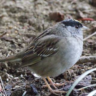 Tranquil Sparrow in the Garden