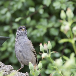 Curious House Sparrow Perched on Stone Garden Feature