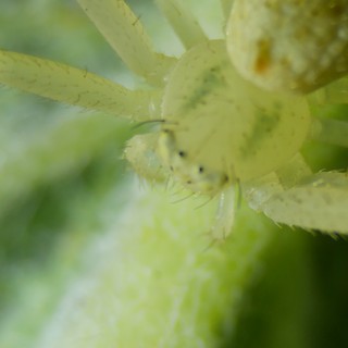 Translucent Green Crab Spider in Extreme Closeup