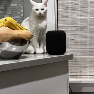 The White Cat and Its Apple Homepod
