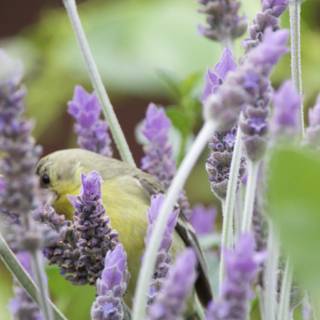 Serenity Among the Lavender