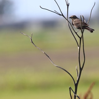 Small Bird Perched on Bare Branch in Wetlands