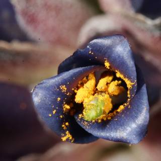 Blue Flower Bursting with Yellow Pollen