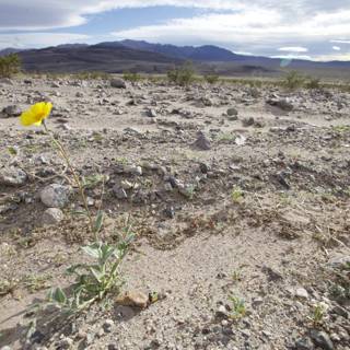 A Yellow Bloom in the Heart of the Desert