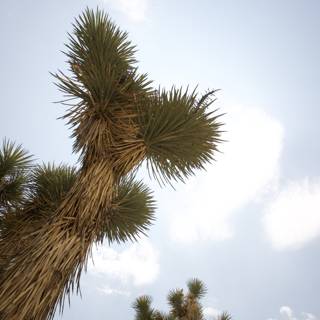 Majestic Palm Tree Reaching for the Sky