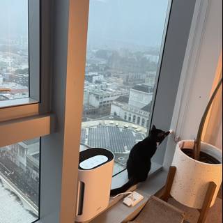 Urban Cat on Windowsill