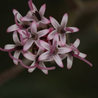 Pink Geranium Flower Close-Up