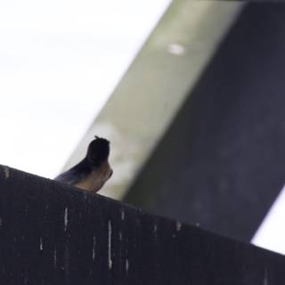 Hidden Observer in the Refuge