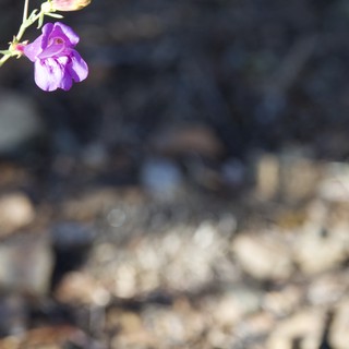 Purple Wildflowers Bloom on Rocky Mt. Diablo Trail