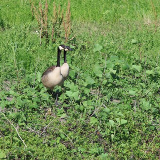 Canada Geese Pair Foraging in Wetland Vegetation