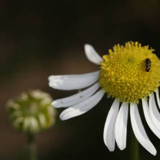 A Honey Bee Collecting Pollen from a Daisy Flower
