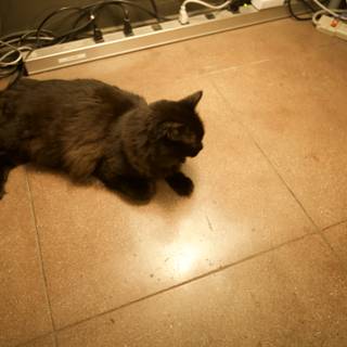 Moody Black Cat on Hardwood Floor