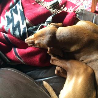Dreaming on a Ridgeback Couch