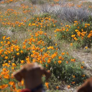 Poppies and Pup