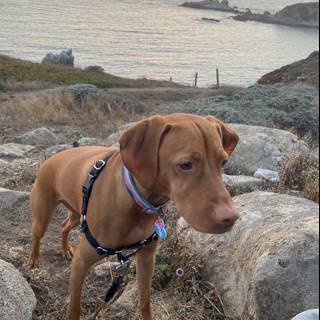 Rocky Coast Canine