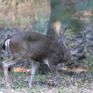 Graceful Encounter in Carmel Valley