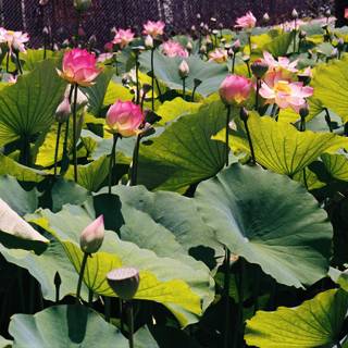 Field of Pink Lotus Flowers