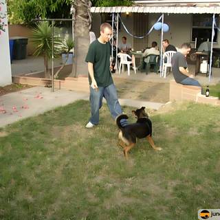 Man and Dog Play Frisbee in the Backyard