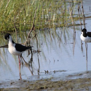 Black-necked Stilts Foraging in Shallow Wetland Waters