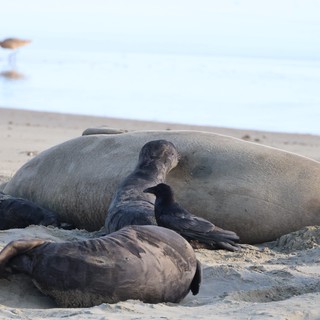 Elephant Seals Resting on Drakes Beach Shore