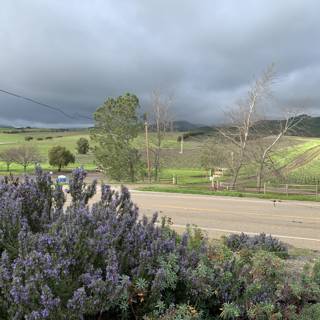 A Scenic Drive Through a Lavender Field