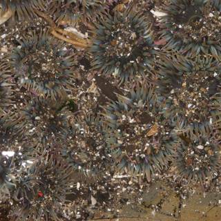 Sea Urchin Gathering