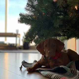 A Cozy Canine Christmas