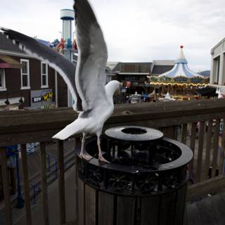 Urban Seagull Respite