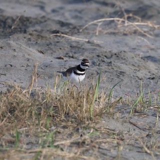 Killdeer Shorebird on Muddy Beach Habitat