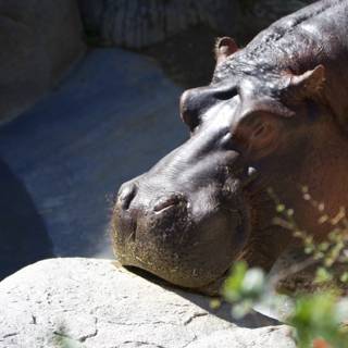 Hippopotamus on a Rock
